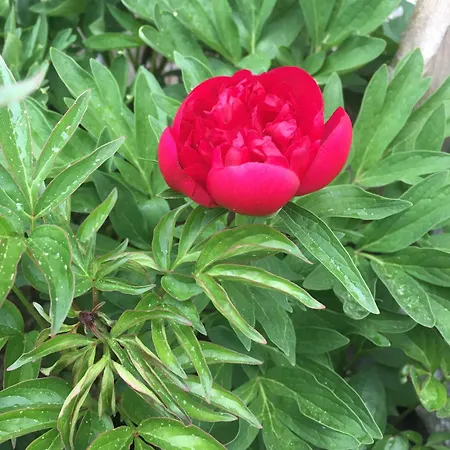 Sehr Geraeumige, Gemuetliche Familienunterkunft - Stofbauer *