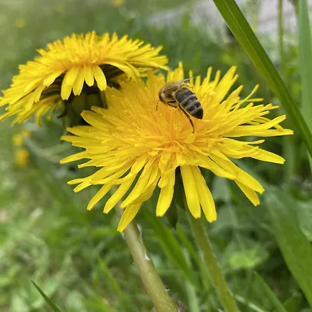 Sehr Geraeumige, Gemuetliche Familienunterkunft - Stofbauer * Rangersdorf