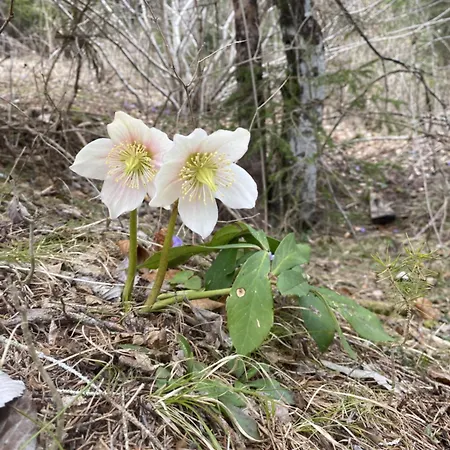 Sehr Geraeumige, Gemuetliche Familienunterkunft - Stofbauer Appartement *