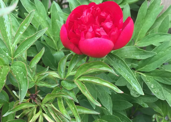 Sehr Geraeumige, Gemuetliche Familienunterkunft - Stofbauer *