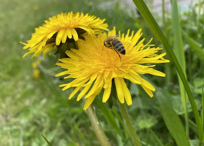 Sehr Geräumige, Gemütliche Familienunterkunft - Stofbauer * Rangersdorf