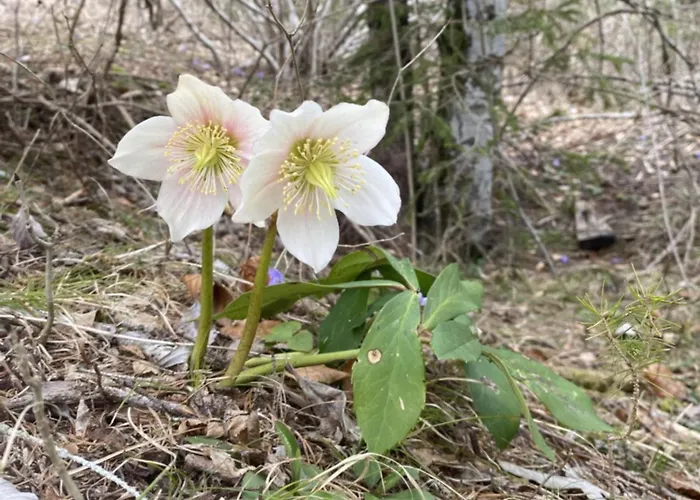 Sehr Geräumige, Gemütliche Familienunterkunft - Stofbauer Apartment *