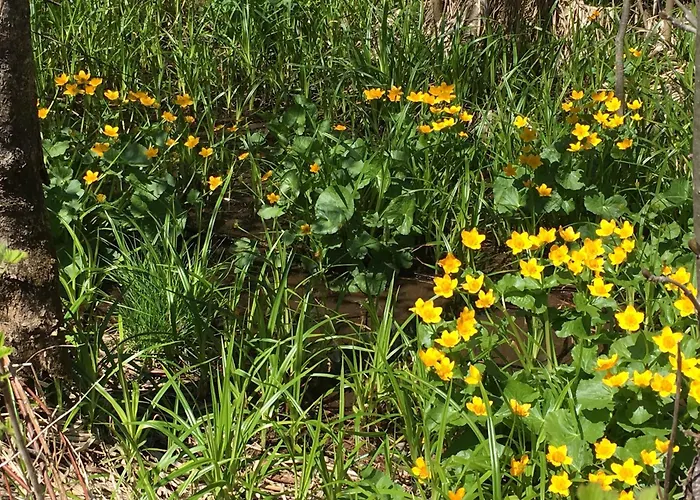 Apartament Sehr Geraeumige, Gemuetliche Familienunterkunft - Stofbauer